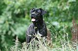 CANE CORSO 1153